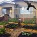 Cocoarm Bird Screw Hawk Kite - 5m Scarecrow Bird Defense with Telescopic Rod | Natural Pest Control Against Annoying Birds - International Shipping - Buy Online on GoSupps.com