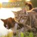 AniForte WermiX Liquid for Cats 50ml - Natural Worm Infestation Support | Fast International Shipping - Buy Online on GoSupps.com
