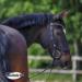 Buy Sprenger Dynamic RS Bridle 14mm - SENSOGAN Silver 14.5 | International Shipping Available - Buy Online on GoSupps.com