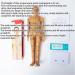 Acupoint Body Model(13.8 Inches) Digital Scale Accurate Acupuncture Points+Color Meridians Rotatable Arms/Hard Material High-Definition Large Characters with Base D - Buy Online on GoSupps.com