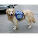 XIAOYU Dog Backpack - Adjustable Saddle Bag Harness Carrier for Travel Hiking & Camping in Blue - Perfect for Adventurous Pets - Buy Online on GoSupps.com
