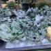 Room Decoration 300-800g Natural Green Ghost Phantom Quartz Crystal Cluster Rock Stones and Crystals Specimen Home Decor NaturalReiki Decoration (Size : 200-300g) - Buy Online on GoSupps.com