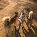 Ideapro 3 Dog Lead Reflective | Triple Dog Leash Handle | Padded & Adjustable Coupler | Multi-colored - Buy Online on GoSupps.com