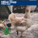 1000ml Mite Spray for Poultry | Chicken & Bird Parasite Control - Immediate & Long-Term Protection (3x 1000ml) - Buy Online on GoSupps.com