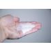 Neogen Companion Hand Sanitizer 1 gal - 490909/1 | Buy Online - Buy Online on GoSupps.com