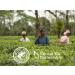 Tetley Extra Strong Black Tea | Rich Full-Bodied Refreshing & Delicious | Easy to Brew | Full-Bold Flavoured Vibrant | Anytime Anywhere - Pack of 1 X 75 Teabags Tetley Extra Strong Pack of 1 - Buy Online on GoSupps.com