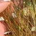 Gold Hair Tinsel Extensions - 250 Strands for Girls and Women | Holographic Sparkle Glitter | Synthetic Straight Hair Decoration - Buy Online on GoSupps.com