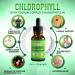 Premium Chlorophyll Liquid Drops - 100% Natural & Gluten Free Liquid Chlorophyll - Immune Support  Natural Deodorant  Body Detox  Energy Booster  Altitude Sickness Relief - Non GMO  Mint  118 servings - Buy Online on GoSupps.com