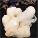 Natural Crystal Rough 40-1000g Natural White Crystal Cluster Quartz raw Minerals apophylite Specimen gem Stones for Home Decor Gift (Size : 380-480g) - Buy Online on GoSupps.com