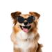 Enjoying glasses for small dogs panda style UV glasses for small dogs eye protection cat glasses anti-fitting windproof snow festival black panda black