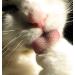 Nekojasuri Cat Hairdresser - Original Patented Japanese Grooming Tool | Achieve Cat Pink Fur Naturally - Buy Online on GoSupps.com