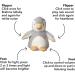 Nuby Penguin Baby Cry Sensor Sleep Aid | Calming Lullabies & White Noise | Soothe Baby to Sleep from Birth - Buy Online on GoSupps.com