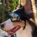 Zaleonline Dog Glasses - Waterproof & Windproof UV Protection Sunglasses for All Dogs - Adjustable Fit in Black - Buy Online on GoSupps.com