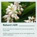 Soeos Amomum Cardamomum 4oz (113g) - Authentic White Cardamom Herb Cluster - Buy Online on GoSupps.com