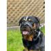 STRONG Wire Metal muzzle Basket Dog Muzzle Rottweiler Mastiff Golden Retriever & other (R1 Black/Black Leather) Black / Black Leather R1