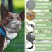 Breathable Mesh Dog Muzzle - Adjustable for Small Medium & Large Dogs | Prevents Biting Chewing & Barking - Gray (M) - Buy Online on GoSupps.com
