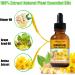 12 Pack Ginger Oil Massage Oil for Lymphatic Drainage - Arnica & Ginger Essential Oils for Belly Drainage - Plant Aroma Gift Set - Buy Online on GoSupps.com