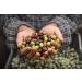 Buy Frantoio Venturino Extra Virgin Olive Oil - 100% Taggiasca Olives from Italy 750ml - Premium Italian Olive Oil from Liguria - Buy Online on GoSupps.com