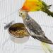 Zliger Stainless Steel Bird Bowl Set - 4 Feeding Cups for Parrots & Birds | Durable Food & Water Bowls - Buy Online on GoSupps.com