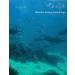 Avlcoaky Saltwater Bottom Rigs 12pcs - Surf Fishing Steel Leaders with Swivels and Snaps - Buy Online on GoSupps.com