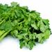 Chinese Celery 800+ Seeds - Dark Green Leaf Nan Ling Celery Apium graveolens - Non GMO - Buy Online on GoSupps.com