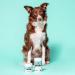Pooch & Mutt - Daily Joint Care Supplement for Large Dogs 230g Large Dogs 230g (Large Dogs) - Buy Online on GoSupps.com