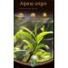 cn herb Pu 'er Tea 8g*10 Cakes Tea Cakes and Aged Pu 'er Tea Leaves Can Give Gifts. - Buy Online on GoSupps.com