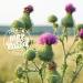 Milk Thistle Seeds  1 lb. Silymarin Milk Thistle Tea  Bulk Milk Thistle Herb Whole Seeds  Pure Milk Thistle Bulk  Whole Milk Thistle Seeds  All Natural  Gluten Free  Non-GMO. 1 Pound.  - Buy Online on GoSupps.com