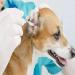 6 Inch Cotton Swabs - 100pcs Large Size for Pets Gun Cleaning & Makeup | Best Quality Swabs - Buy Online on GoSupps.com