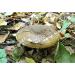 Ugly Milk Cap Mushroom (Lacarius Necactor) Micelio Spawn Semi Dried Seeds (10g) - Buy Online on GoSupps.com