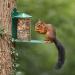 Green Metal Wild Squirrel Feeder - Garden squirrel feeding for wildlife Discourage squirrels from raiding and damaging bird feeders by providing them with their own dedicated feeder. - Buy Online on GoSupps.com