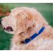 Regal Dog Products Waterproof Dog Collar for Small Medium & Large Dogs - Durable Blue Collar for Puppies & Adult Dogs - Buy Online on GoSupps.com