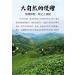 Pu-erh tea 2017 Old comrade 9968 250g Raw - Buy Online on GoSupps.com