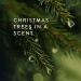 Thymes Frasier Fir Heritage 4-Wick Candle Luxurious Holiday Candle with Siberian Fir Cedarwood & Sandalwood 21oz Green Scented Candle for Home Fragrance International Shipping Available - Buy Online on GoSupps.com