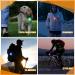 3 Pack LED Dog Collar Light Light Up Dog Collars Clip-On LED Dog Tag Light for Dog Collar 3 Light Modes Dog Lights for Night Walking Running Camping Climbing - Buy Online on GoSupps.com