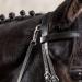 Shop Sunride English Combined Bridle Berlin with Reins - Soft Real Leather Adjustable & Anatomical for Ponies - Black - Buy Online on GoSupps.com