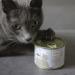 Mjamjam Premium Cat Wet Food - Blanched Turkey & Mussels Sauce | Grain Free | 6 x 185g Pack - Buy Online on GoSupps.com