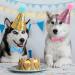 2 Piece Pet Birthday Hat Set - Party Accessories for Dogs - Perfect for Pet Parties & Celebrations - Buy Online on GoSupps.com