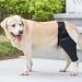 Dog Knee Brace Adjustable Dog Rear Leg Brace Soft Breathable Dog Knee Support Brace for Elderly Disabled Injured Dogs Both Back and Front Legs (M) - Buy Online on GoSupps.com