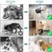 Heele Dog Muzzle - Soft Nylon Print Muzzle for Dogs | Breathable Air Mesh Design - International Shipping Available - Buy Online on GoSupps.com