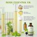 EVOKE OCCU Basil Essential Oil 118ml - Pure Basil Oil for Skin, Massage, Diffuser, Candle & Soap Making - Buy Online on GoSupps.com