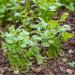 Luojuny Coriander Seeds 300pcs Coriander Seeds Garden Bonsai Nutritious Vegetable Flavor Cooking Plant Coriander Seeds - Buy Online on GoSupps.com