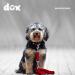 DDOXX Airmesh Dog Leash - 2m 3-Way Adjustable for All Dog Sizes - Red M (2.5 x 200 cm) - International Shipping Available - Buy Online on GoSupps.com