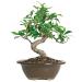 Brussel's Live Golden Gate Ficus Indoor Bonsai Tree - 4 Years Old 5" to 8" Tall with Decorative Container Small Ceramic Pot