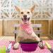Collapsible Dog Bowls 2 Pack - Portable Water Bowls for Pets | Foldable Travel Bowl Set with Carabiner Clip - Ideal for Walking, Traveling, Hiking | Black+Purple - Buy Online on GoSupps.com