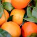 Light Orange Fitness Syrup by Frutta Max | Sugar-Free Stevia 60% Fruit Content | 500ml - Buy Internationally - Buy Online on GoSupps.com