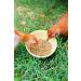 BreatheRight Chicken Coop Herbs for Hens (20 Ounces) 1 count (Pack of 1) - Buy Online on GoSupps.com