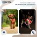 Buy Petex Dog Harness for Small & Medium Dogs - TUV Tested Made in Europe Reflective & Breathable - Neon Orange - Perfect for Puppies - Buy Online on GoSupps.com