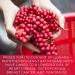 Organic Schizandra Extract - New England Grown (2oz) | Surthrival | Five-Flavored Berry Benefits - Buy Online on GoSupps.com