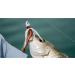 Gulp! Saltwater Shrimp in New Penny 3 - Premium Fishing Bait - Buy Online on GoSupps.com